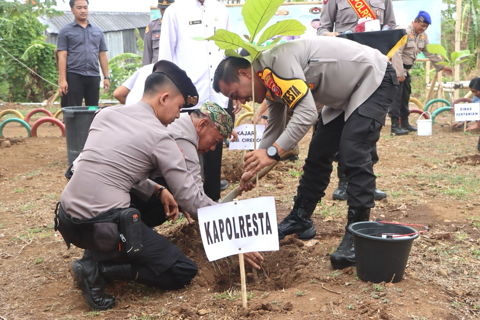 Polresta Cirebon Tanam Ribuan Bibit Tanaman Dalam Penanaman Pohon Serentak Se Indonesia Tribun